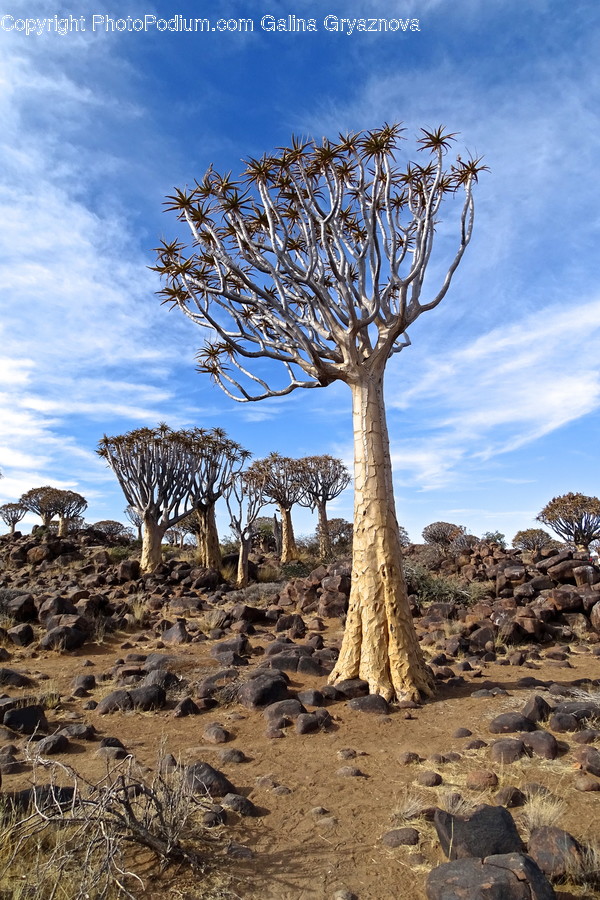 Ground, Soil, Rubble, Plant, Tree