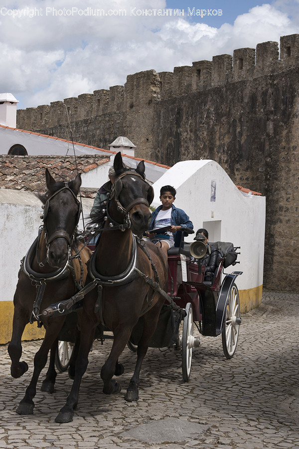 Animal, Horse, Mammal, People, Person
