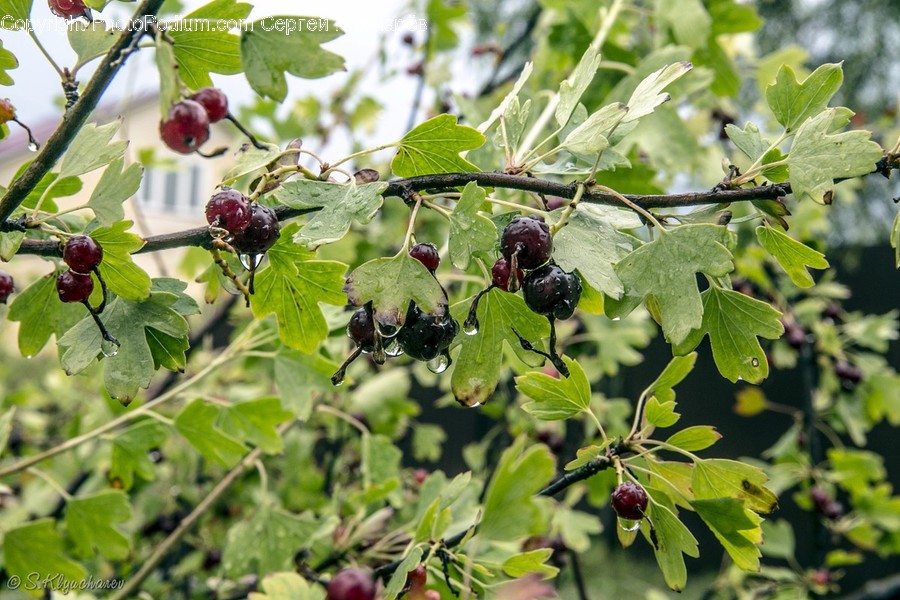 Plant, Potted Plant, Fruit, Grapes, Blueberry
