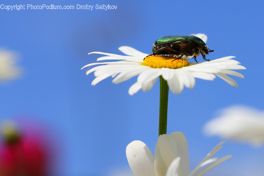 Daisies, Daisy, Flower, Plant, Andrena