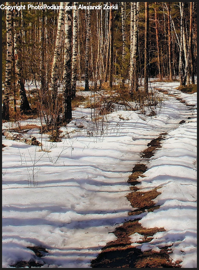 Birch, Tree, Wood, Forest, Vegetation, Outdoors, Ripple