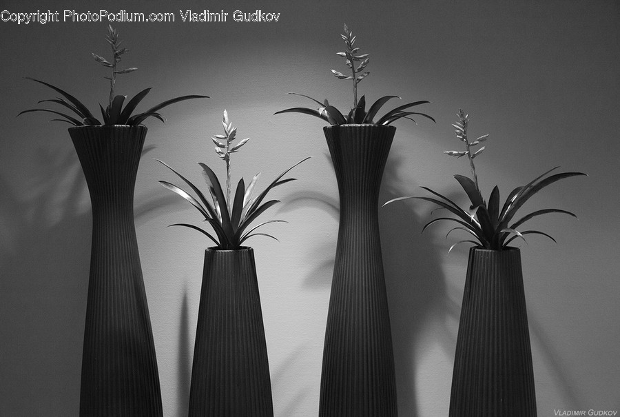 Plant, Potted Plant, Jar, Porcelain, Vase