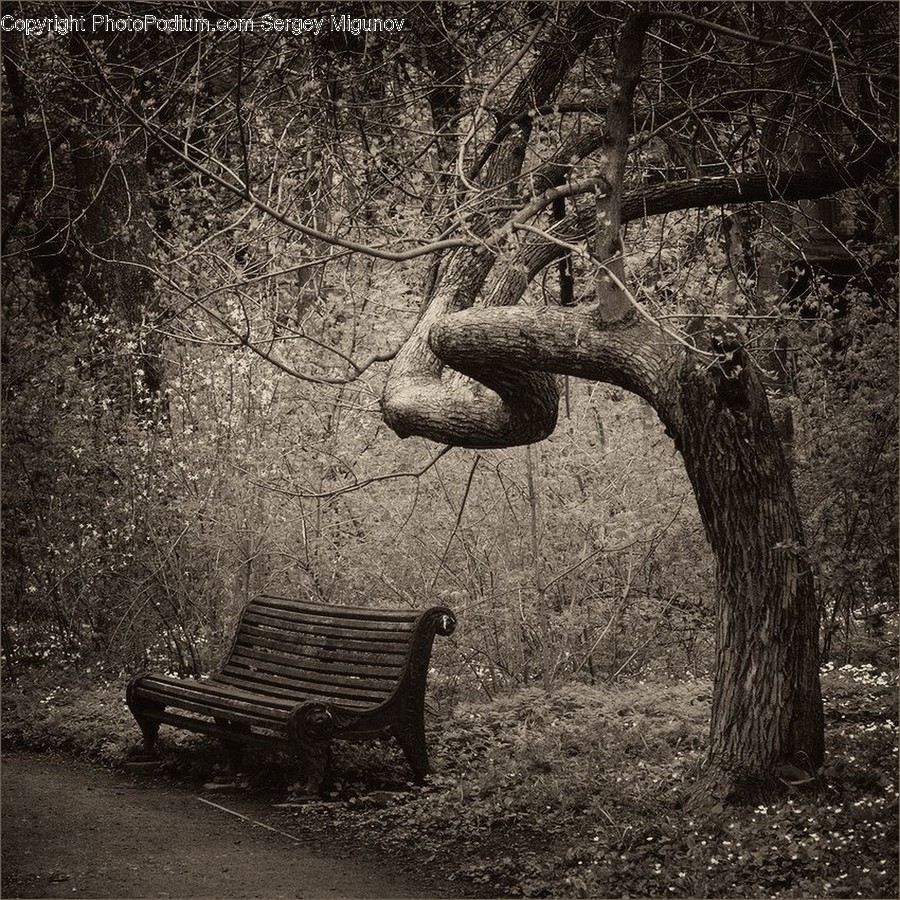 Bench, Oak, Tree, Wood, Plant