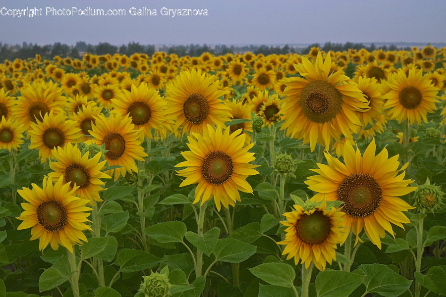 Blossom, Flora, Flower, Plant, Sunflower