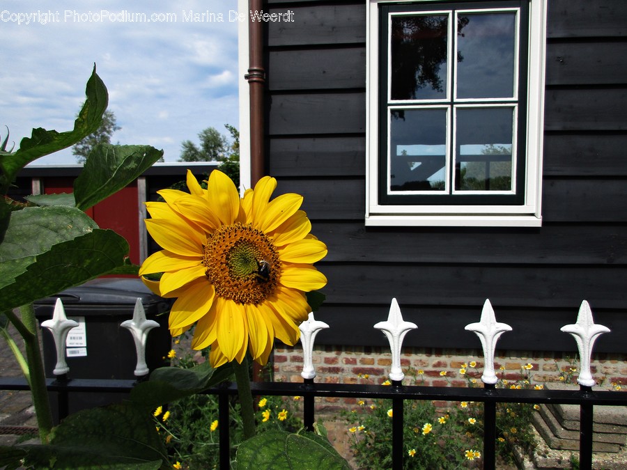 Blossom, Flora, Flower, Plant, Sunflower