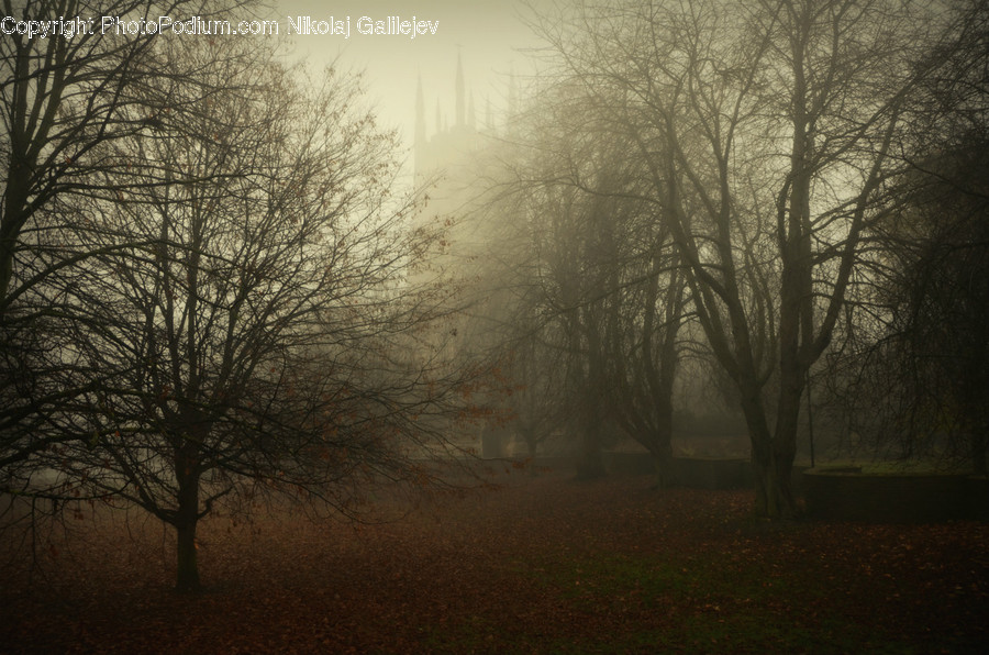 Fog, Mist, Outdoors