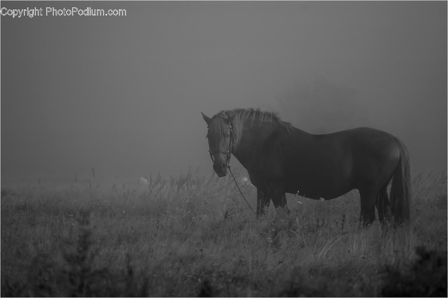 Angus, Animal, Bull, Mammal