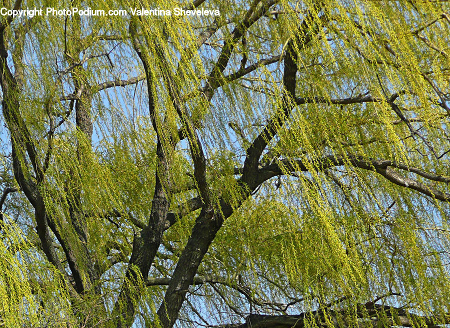 Plant, Tree, Willow, Birch, Wood, Blossom, Flora