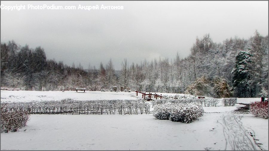 Ice, Outdoors, Snow, Conifer, Fir, Pine, Spruce