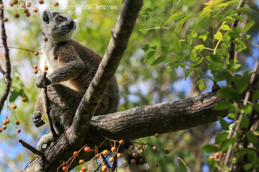 Animal, Lemur, Mammal, Monkey, Wildlife