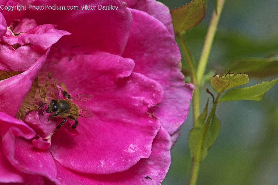 Blossom, Flora, Flower, Plant, Geranium
