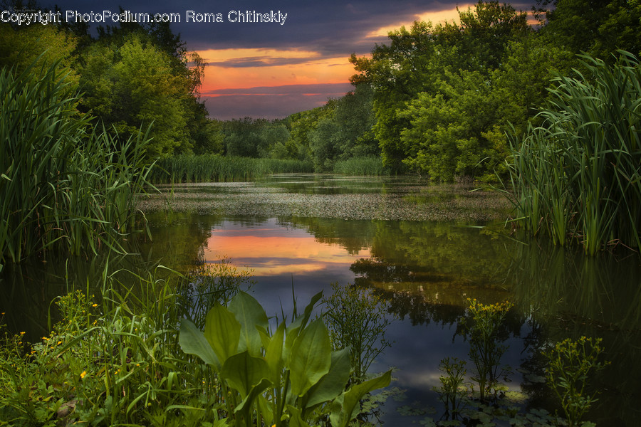 Land, Marsh, Outdoors, Swamp, Water