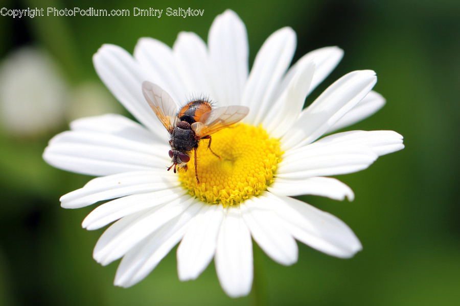 Daisies, Daisy, Flower, Plant, Bee