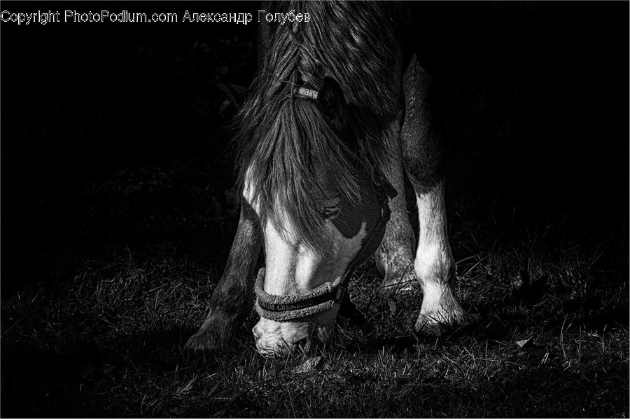 Animal, Horse, Mammal, Stallion