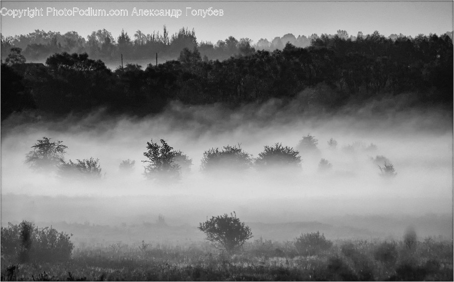 Fog, Forest, Vegetation, Outdoors, Conifer