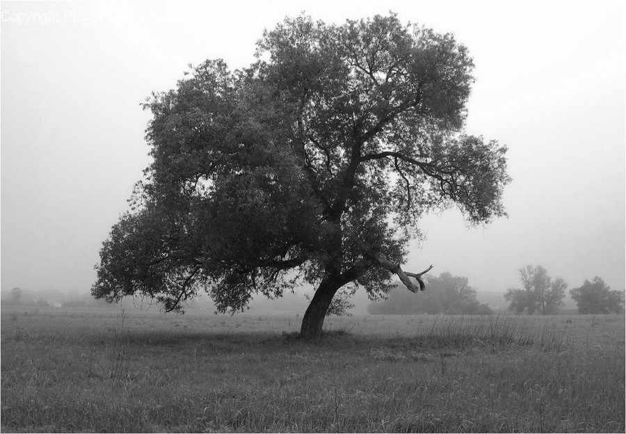 Oak, Tree, Wood, Plant, Countryside