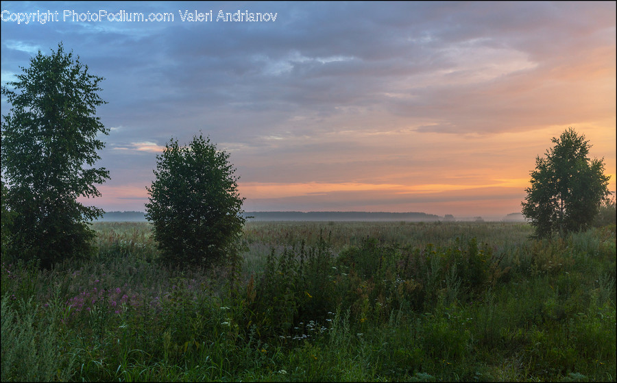 Field, Grass, Grassland, Land, Outdoors