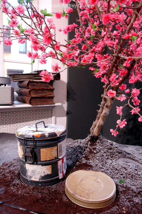 Bonsai, Plant, Potted Plant, Tree, Blossom