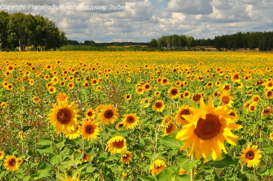 Blossom, Flora, Flower, Plant, Sunflower