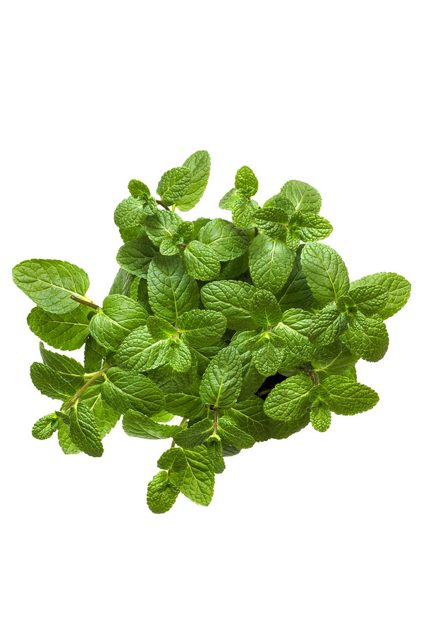 Herbs, Mint, Plant, Produce, Spinach