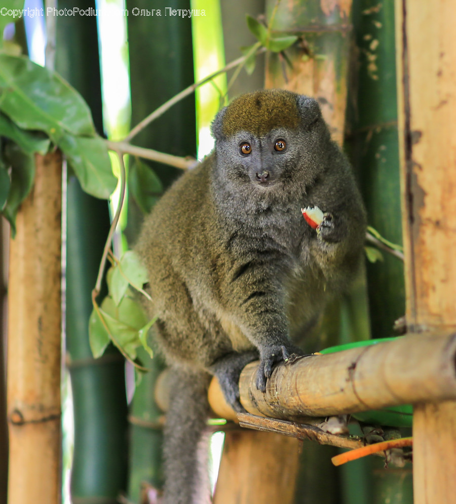 Animal, Lemur, Mammal, Monkey, Wildlife