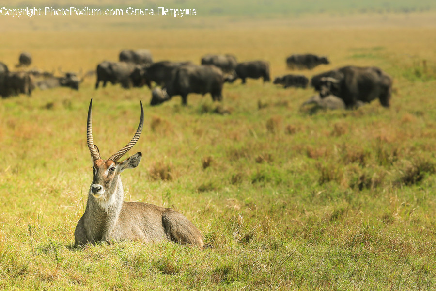 Animal, Gazelle, Impala, Mammal, Wildlife