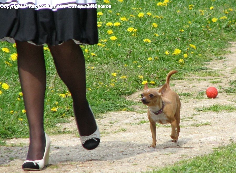 Animal, Shorts, Footwear, Shoe, Clothing, Dress
