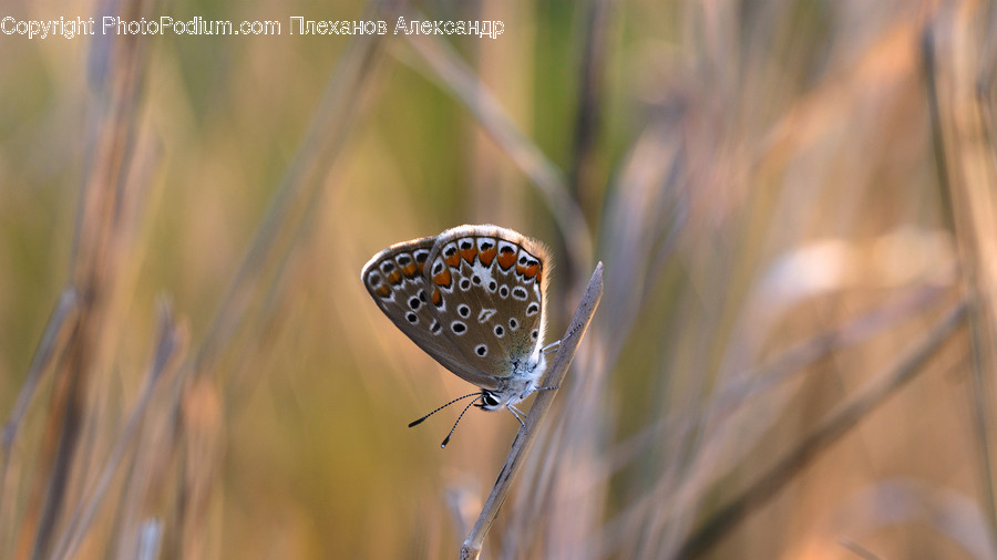 Butterfly, Insect, Invertebrate, Arachnid, Garden Spider