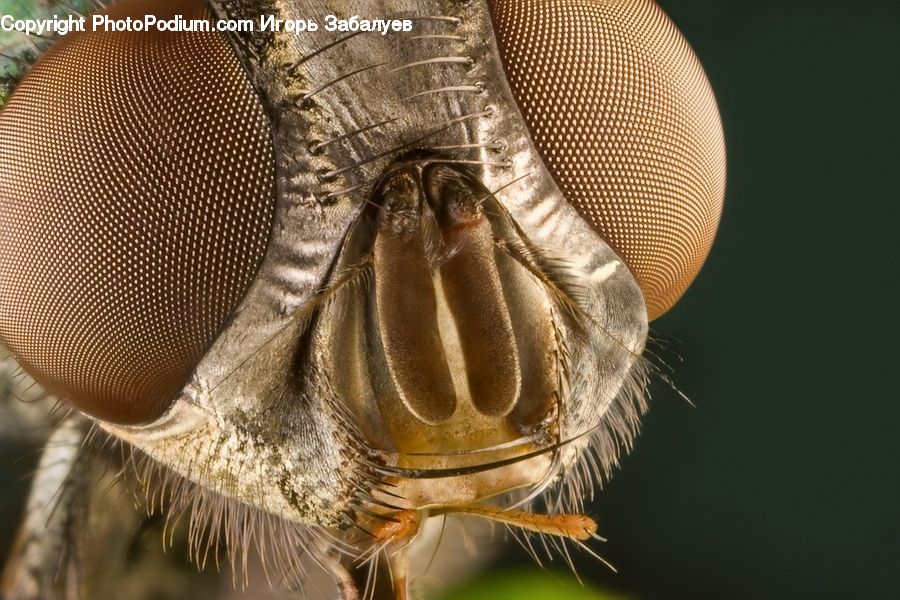 Apidae, Bee, Bumblebee, Insect, Asilidae, Anisoptera, Dragonfly