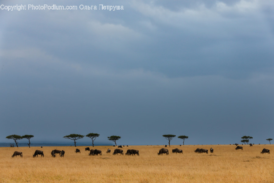 Grassland, Outdoors, Savanna, Field, Grass