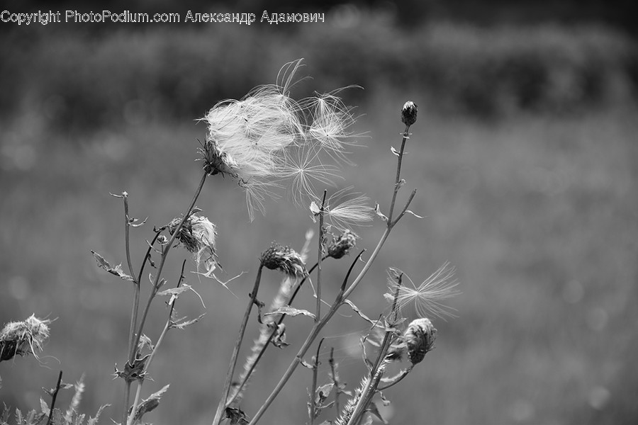Plant, Weed, Dandelion, Flower, Blossom