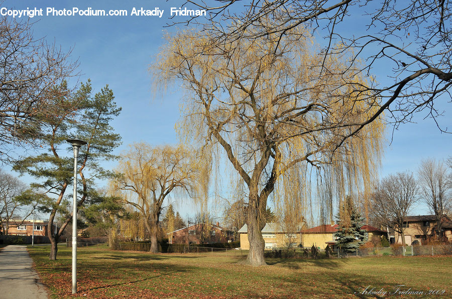 Birch, Tree, Wood, Plant, Yard, Backyard, Fir
