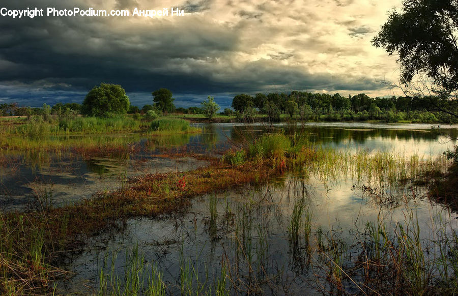 Field, Grass, Grassland, Plant, Land, Marsh, Pond
