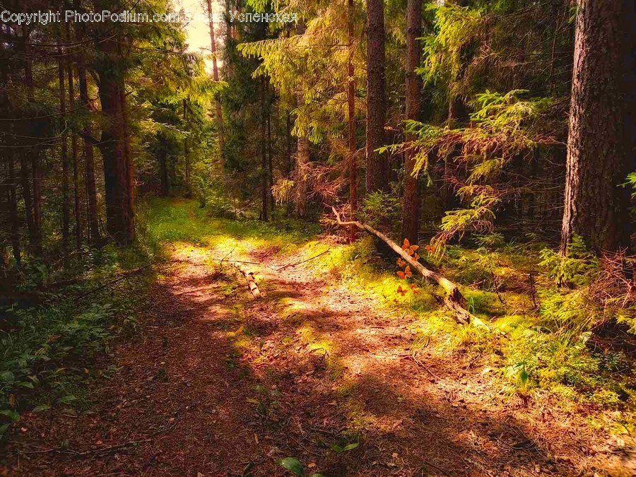 Dirt Road, Gravel, Road, Forest, Vegetation