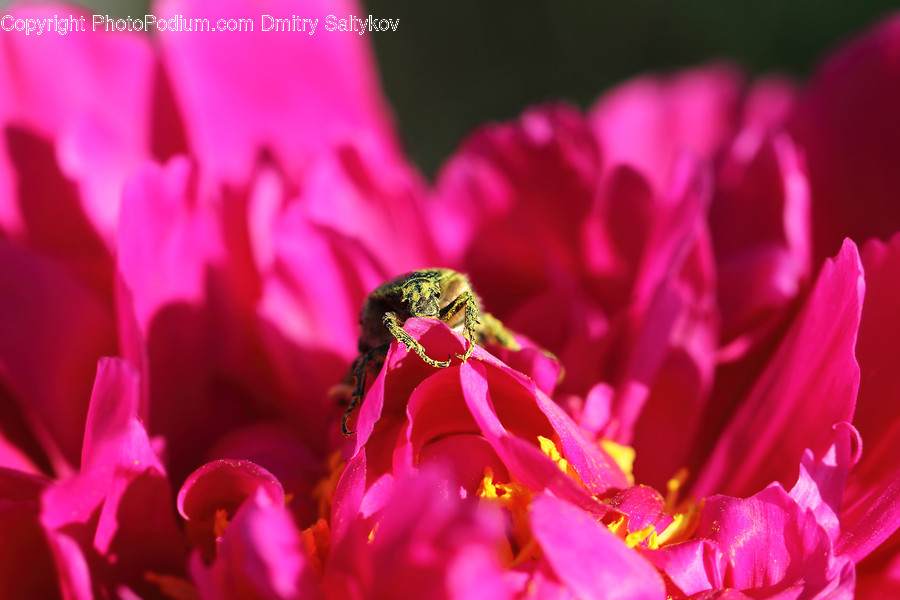 Flora, Pollen, Blossom, Flower, Plant