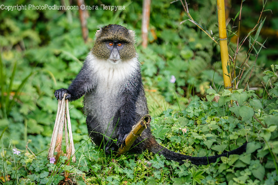 Animal, Mammal, Monkey, Herbal, Herbs
