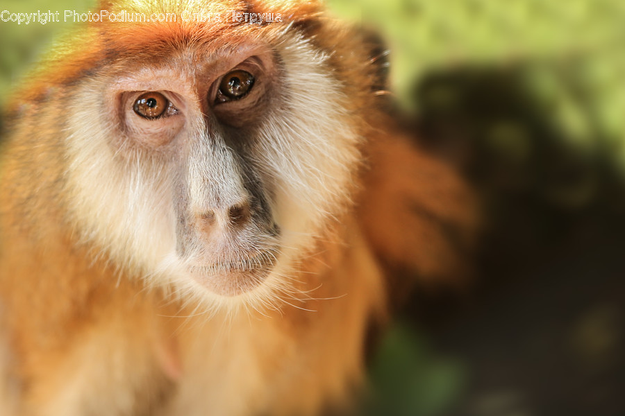 Animal, Mammal, Monkey, Face