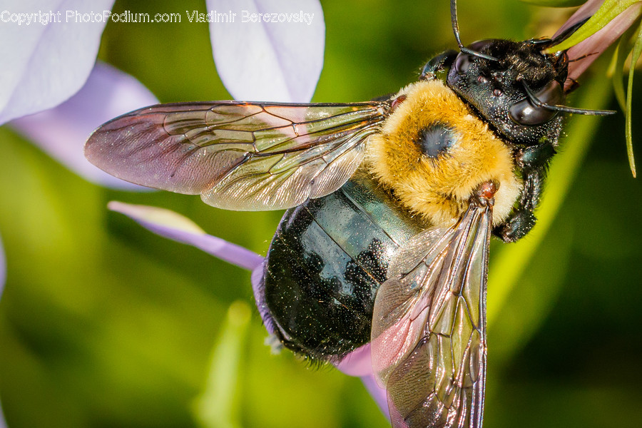 Bee, Insect, Invertebrate, Andrena, Apidae