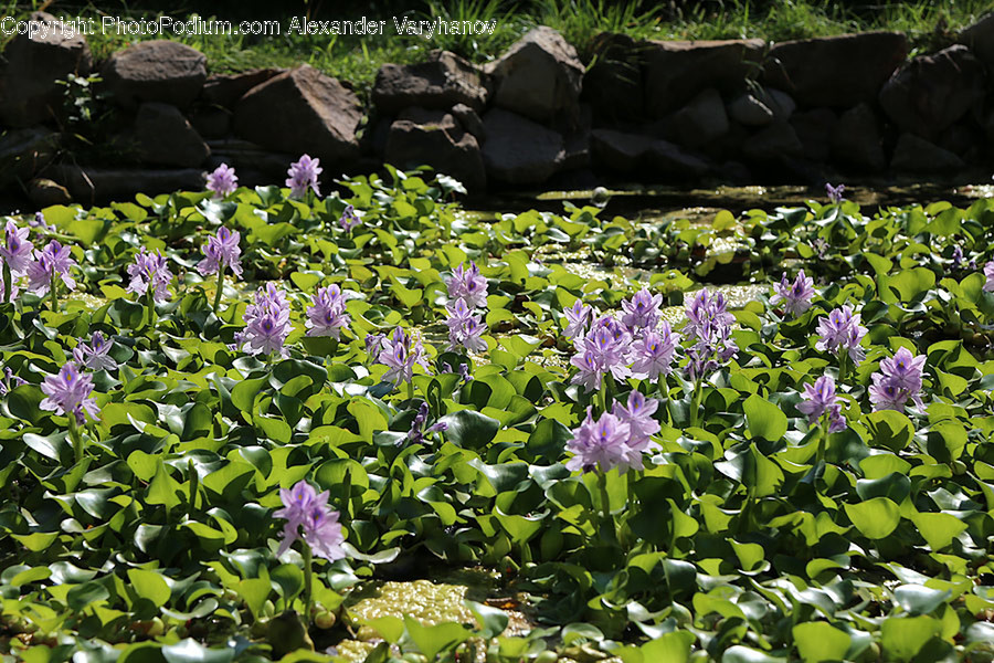 Blossom, Crocus, Flora, Flower, Plant