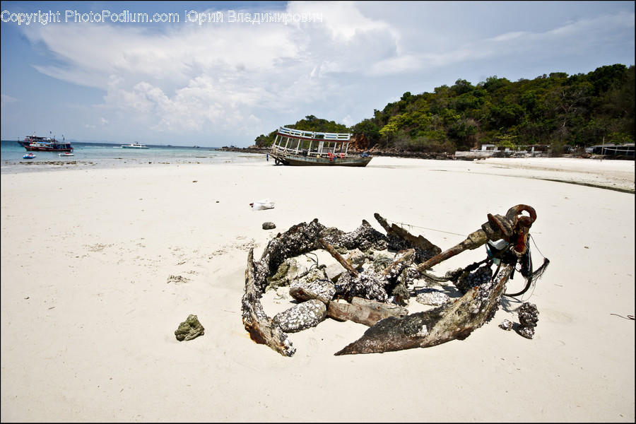Crab, Invertebrate, Sea Life, Seafood, Beach