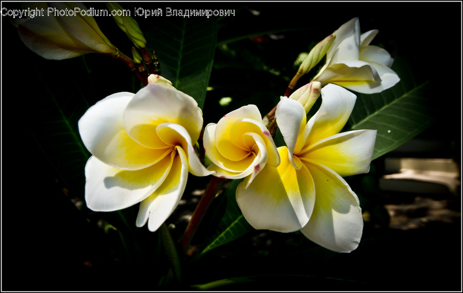 Blossom, Flora, Flower, Plant, Flower Arrangement