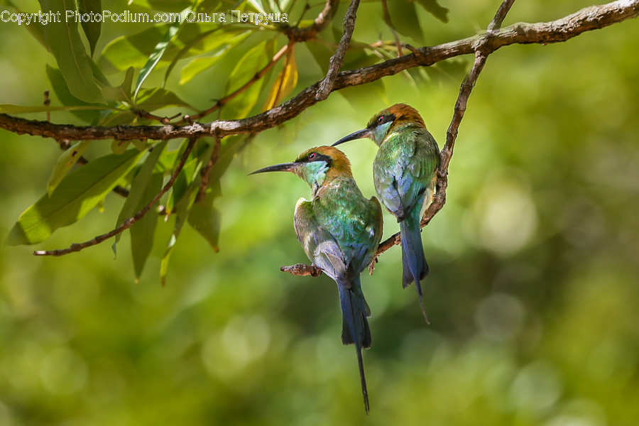 Bee Eater, Bird, Parakeet, Parrot, Plant
