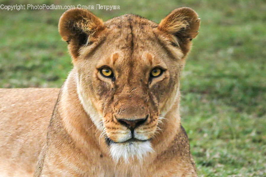 Animal, Lion, Wildlife, Field, Grass