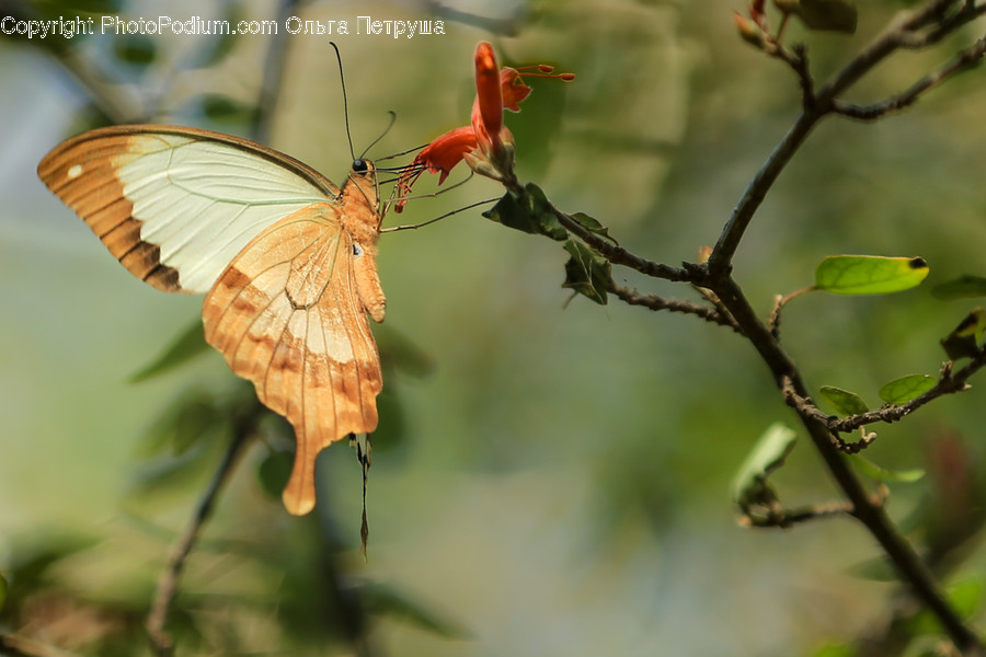 Butterfly, Insect, Invertebrate, Bird, Hummingbird
