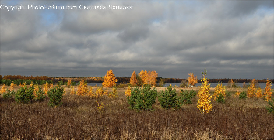 Conifer, Fir, Plant, Tree, Field