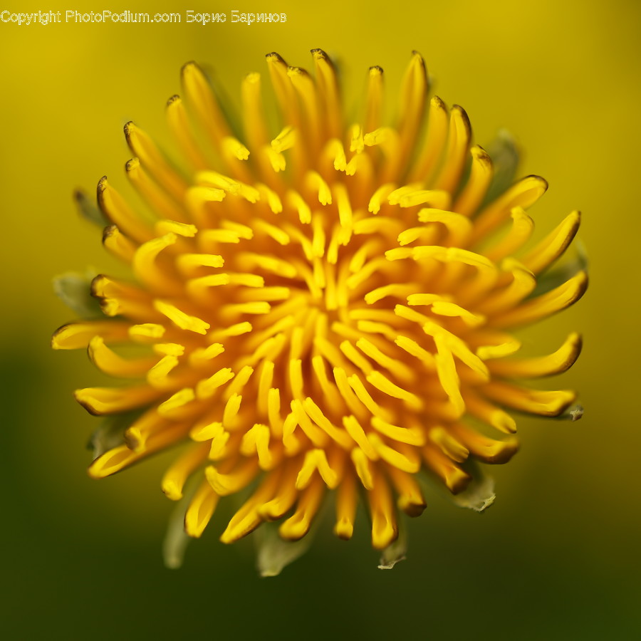 Dandelion, Flower, Plant, Asteraceae, Blossom