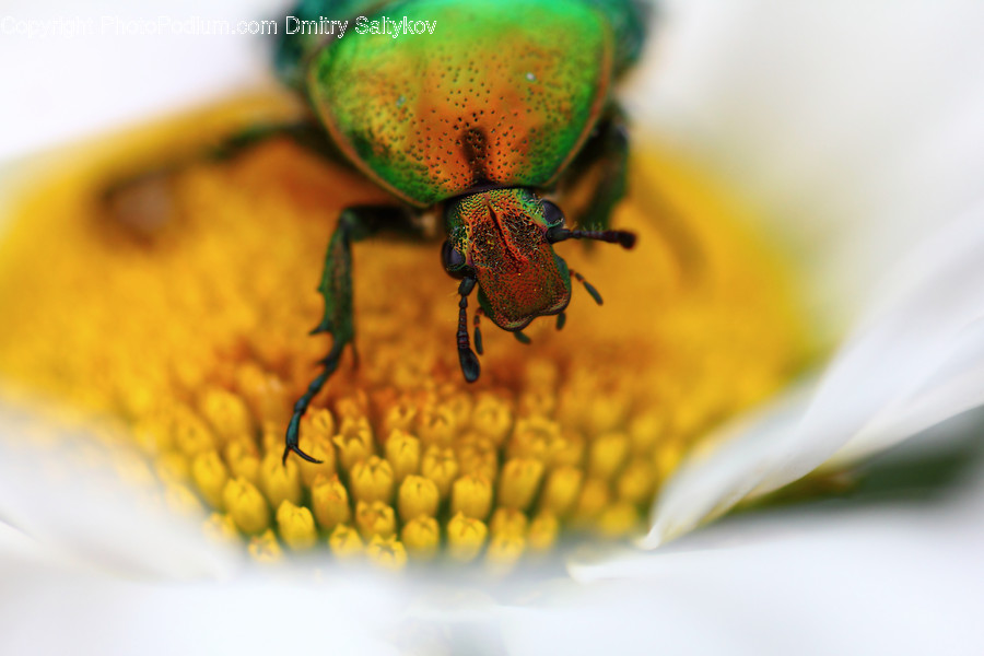 Insect, Invertebrate, Bee, Dung Beetle, Plant