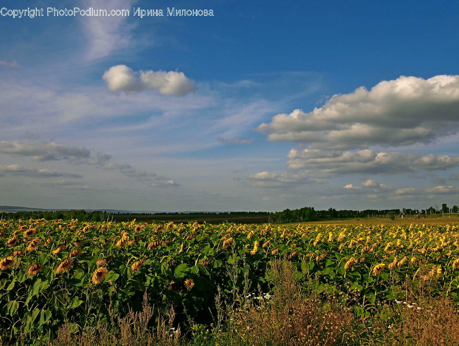 Blossom, Flora, Flower, Plant, Sunflower
