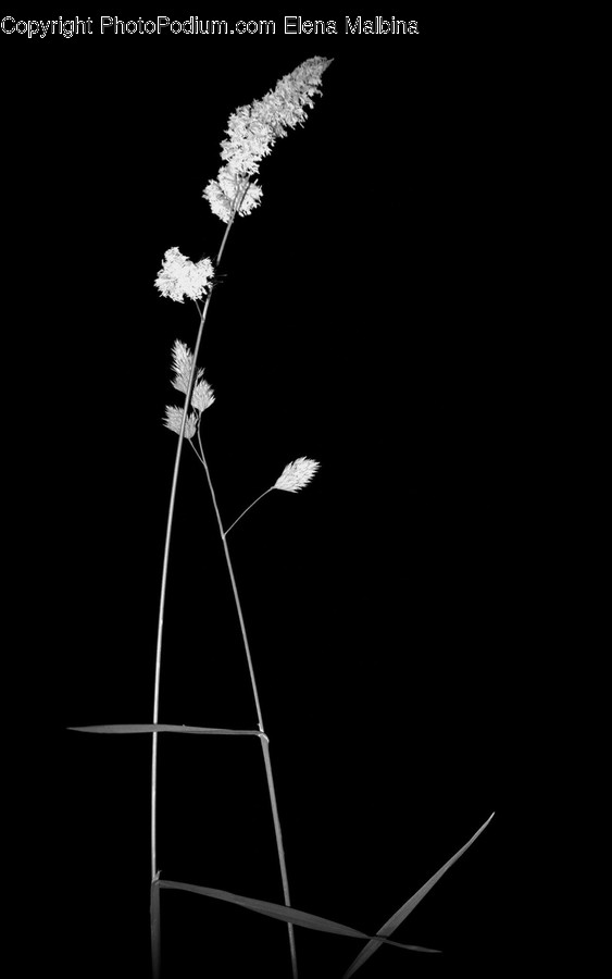 Light, Astronomy, Plant, Grass, Reed