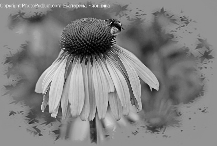 Flora, Pollen, Aster, Blossom, Flower